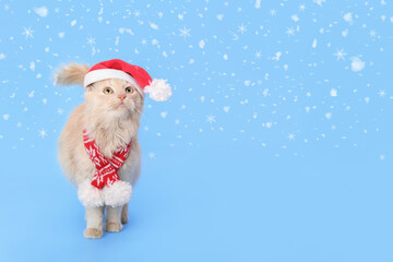 Christmas Cat shocked or surprised. Ginger Cat wearing Santa Claus xmas red cap looks up. Merry Christmas. Xmas Greeting card. Happy New Year. Red Cat with Santa hat. Snowflake. Snow. Starry sky 