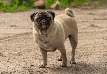 a pug stands on a path in a village in summer 1