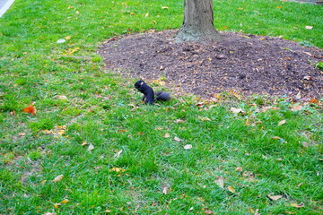University of Pennsylvania Fall colorful foliage autumn landscape	