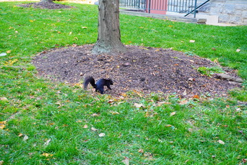 University of Pennsylvania Fall colorful foliage autumn landscape	
