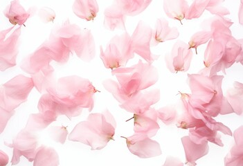 Mesmerizing Delicate Pink Peony Petals Against a Pristine White Backdrop Generative AI