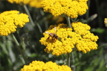 Abeja