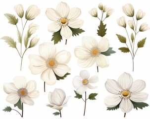 Discover the Pure Elegance: Stunning Collection of White Flowers Isolated on a White Background Generative AI