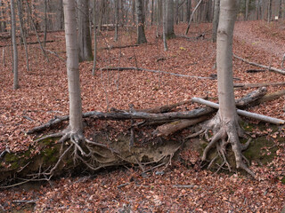 Twin Trees with Exposed Roots