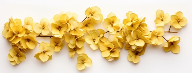 Breathtaking Close-Up: Sunny Yellow Hydrangea Flowers Against Pure White Generative AI