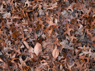 Leaves on Ground