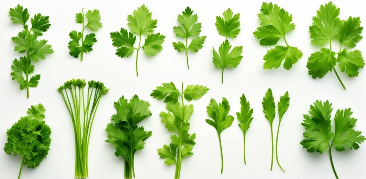 Uncover the Secrets of Parsley Varieties: An Exquisite Guide to Your Kitchen Herbs Generative AI