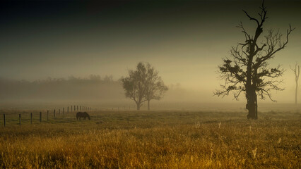 Fototapeta na wymiar Horse in the mist