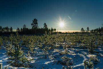 Scenic winter Sunset, Sun shine from blue sky over young pine tree plants, reforestation or...