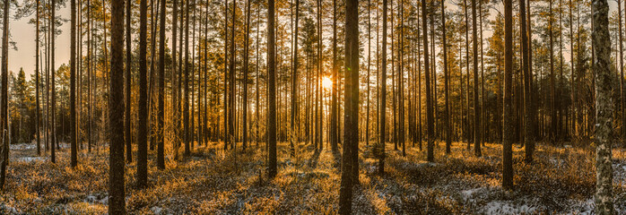 Scenic panorama of warm golden Sunset in pine tree forest with early winter first snow on the ground. Northern Sweden forest landscape. Umea, Sweden