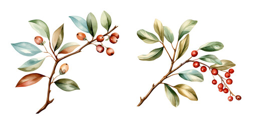Branch with coffee beans, watercolor clipart illustration with isolated background