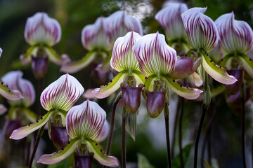 Lady's slipper orchids or Paphiopedilum callosum Rchb Stein flowes in full bloom the native...