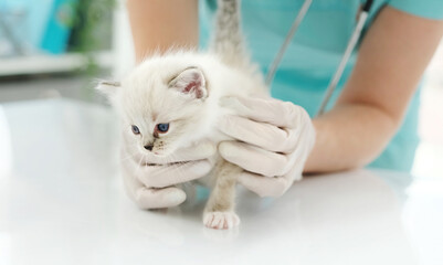 Girl veterinarian examining kitten in the clinic. Young woman vet doctor cares about fluffy kitty cat