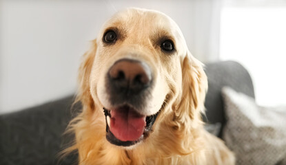 Golden retriever dog looking at camera at home closeup portrait. Purebred pet doggy labrador indoors