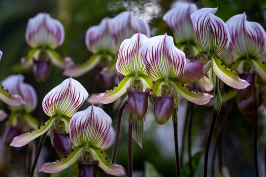 Lady's slipper orchids or Paphiopedilum callosum Rchb Stein flowes in full bloom the native epiphyte plant to tropical rainforest of Southeast Asia