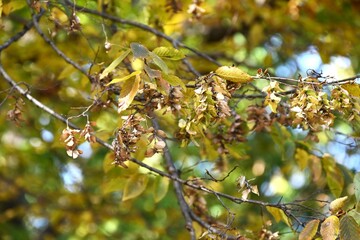 Chonowski's hornbeam ( Carpinus tschonoskii ) yellow leaves and ripe fruit spikes. Betulaceae...