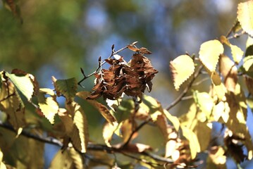 Chonowski's hornbeam ( Carpinus tschonoskii ) yellow leaves and ripe fruit spikes. Betulaceae deciduous tree. The fruit is a nut that ripens around October.