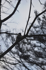 La Plaine 25 Novembre 2023