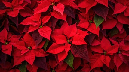 a vibrant cluster of red poinsettias filling the frame, their star-shaped leaf bracts symbolizing the festive Christmas season.