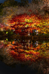 東寺の紅葉