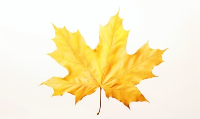 Obraz premium Vivid Isolated Yellow Maple Leaf: A Symphonic Display of Autumn's Grandeur Generative AI