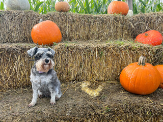 Doggie and orange pumpkins in the hay