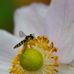 nahaufnahme einer schwebfliege auf einer weißen blüte mit staubgefäßen, naturfoto eines...
