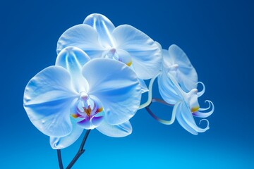 Unveiling the Stunning Beauty: A Rare Blue Orchid on a Vibrant Background Generative AI