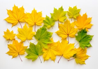Exquisite Isolated Autumn Maple Leaves: A Touch of Nature's Color Palette Generative AI