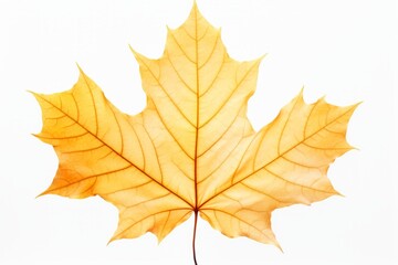 Fototapeta premium Stunning Close-Up: The Vibrant Beauty of a Yellow Maple Leaf Isolated Generative AI