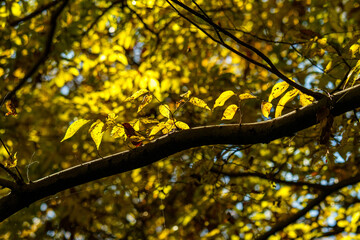 色づいた秋の公園の景色