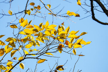 色づいた秋の公園の景色