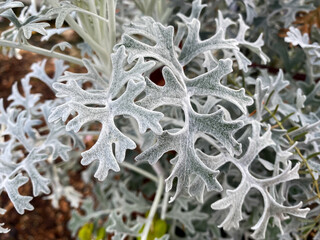 Centaurea cineraria in the garden