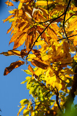 色づいた秋の公園の景色