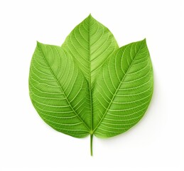 Obraz premium Unveiling Nature's Elegance: Vivid Green Leaf Captured in Stunning Isolation Generative AI