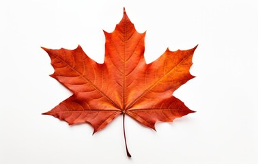 Obraz premium Stunning Solo Maple Leaf: A Portrait of Nature's Artistry Isolated on White Background Generative AI