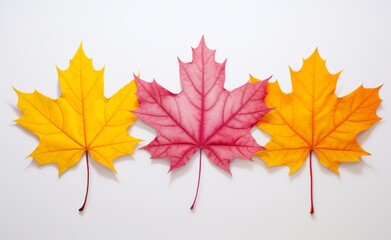 Fototapeta premium Stunning Vibrancy: Captivating Shades of Autumn - Yellow and Orange Maple Leaves Generative AI