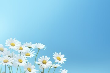 Unveiling the Elegance: Captivating Display of Pretty Daisies on a Cool Blue Canvas Generative AI