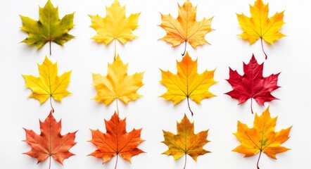 Obraz premium Experience the Diverse Hues: A Mesmerizing Close-Up of Multicolored Maple Leaves Generative AI