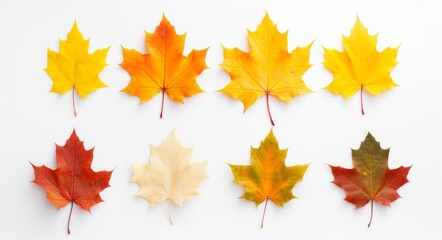 Discover the Vibrant Spectrum of Autumn: An Intricate Exploration of Colored Maple Leaves Generative AI
