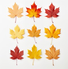 Naklejka na ściany i meble Autumn's Artistry: The Mesmerizing Color Palette of Maple Leaves Generative AI