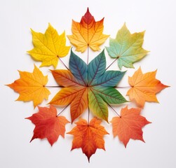 Naklejka na ściany i meble Unveiling Autumn's Beauty: The Intricate Pattern of Maple Leaves Generative AI