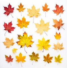 Fototapeta premium Experience the Beauty: Vibrant Colors of Autumn through Maple Leaves Generative AI