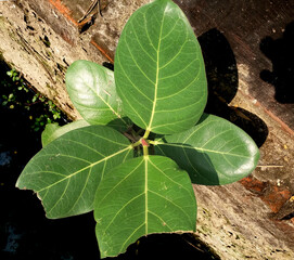Seedlings of a beautiful banyan tree growing beside a drain line