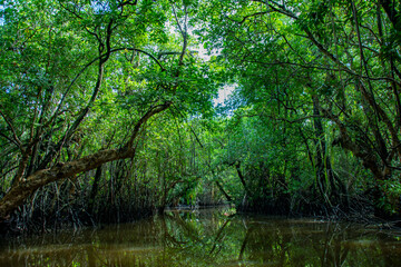 Mangrove forest and jungle river cruise, Ngerbekuu Nature Reserve, Ngiwal state, Palau, Pacific