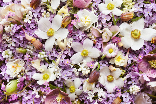 Blossoming white anemonas and spring flowers festive background, bright springtime bouquet floral card