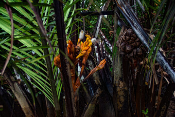 Blooming orage flowers and brown seeds of Nipa palm (Nypa fruticans), Mangrove forest,  Ngerbekuu...