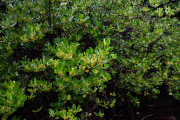 Scyphiphora hydrophylacea and its fruits, one of the Mangroves species, Ngerbekuu Nature Reserve, Ngiwal state, Palau, Pacific