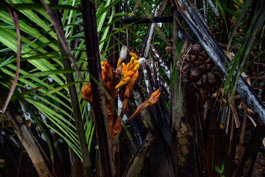 Blooming orage flowers and brown seeds of Nipa palm (Nypa fruticans), Mangrove forest,  Ngerbekuu Nature Reserve, Ngiwal state, Palau, Pacific