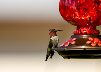 Anna's Hummingbird